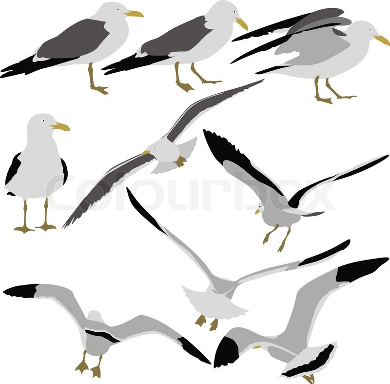 800x787 Set Black Silhouettes Of Seagulls On White Background. Vector