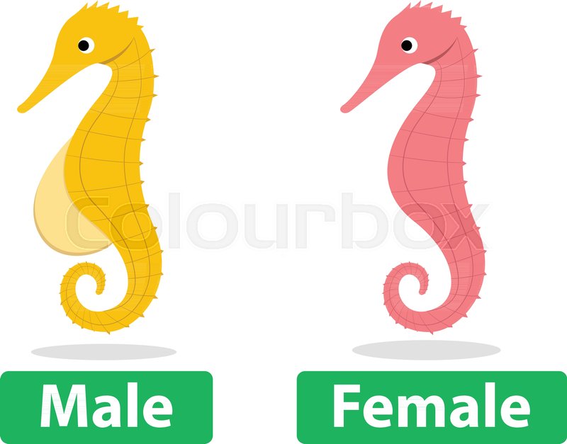 800x627 Side View, Male And Female Seahorse Vector Cartoon Art Stock