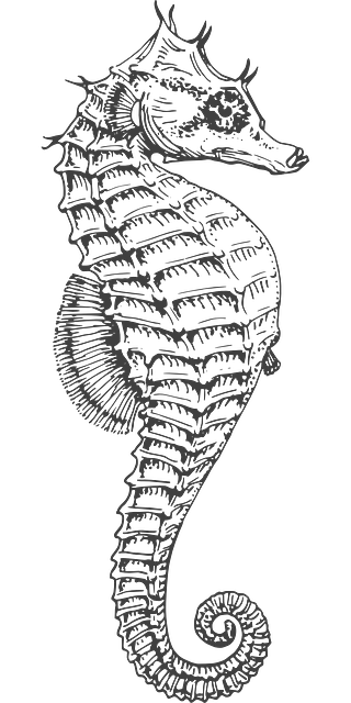 320x640 Collection Of Free Cartoon Vector Seahorse. Download On Ubisafe