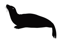 260x182 Download Seal Animal Vector Clipart Earless Seal Clip Art