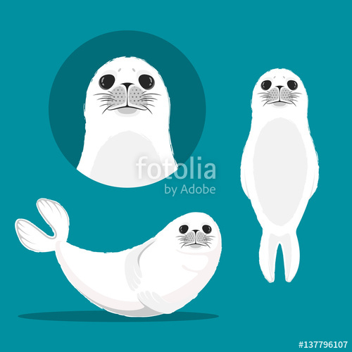 500x500 White Seal Animal Stock Image And Royalty Free Vector Files On