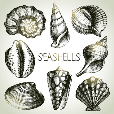 368x368 Seashell Free Vector Download (66 Free Vector) For Commercial Use