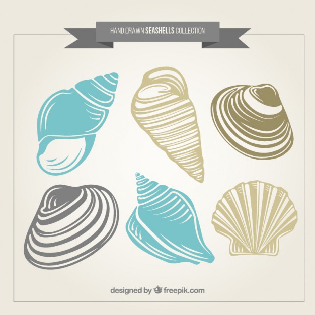 626x626 Seashells Vectors, Photos And Psd Files Free Download