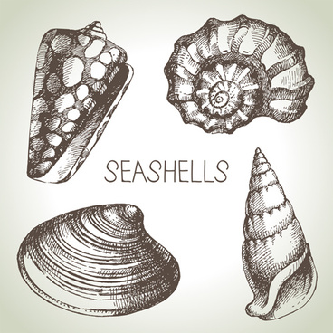 368x368 Seashells Vector Free Vector Download (66 Free Vector) For