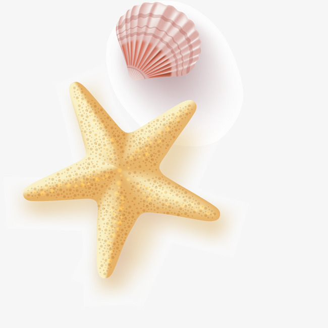 650x651 Starfish Seashell Vector, Starfish Seashells, Beautiful Starfish