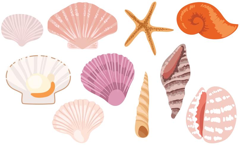 808x490 Vetores Free Seashells