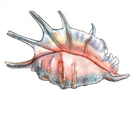 280x235 Seashell Vector