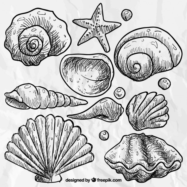 626x626 Hand Drawn Seashells Vector Free Download