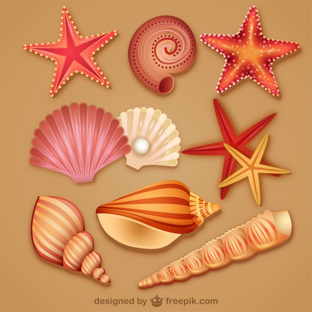 626x626 Modern Lovely Seashell Icon Vector Free Download