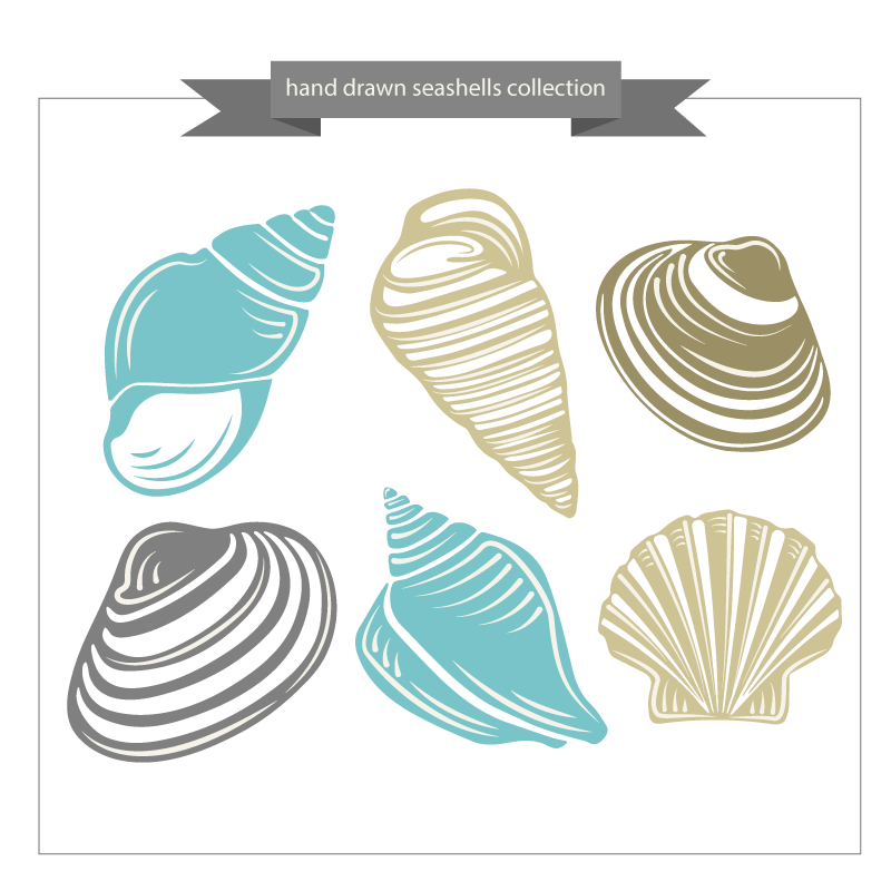 800x800 Seashell Download Computer File