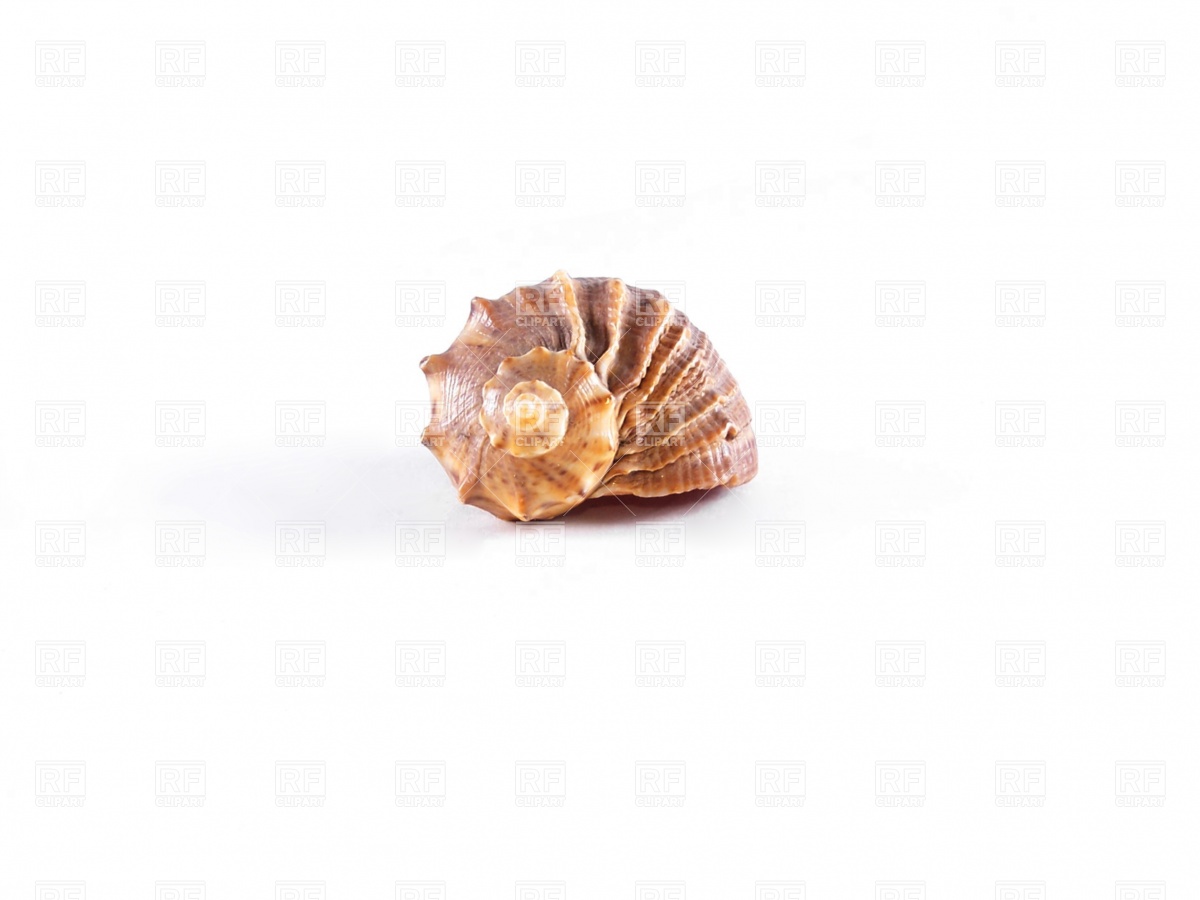 1200x900 Seashell Free Vector Image Vector Artwork Of Objects Prague