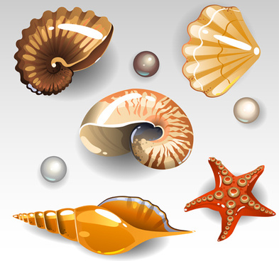 393x368 Seashells Vector Free Vector Download (66 Free Vector) For