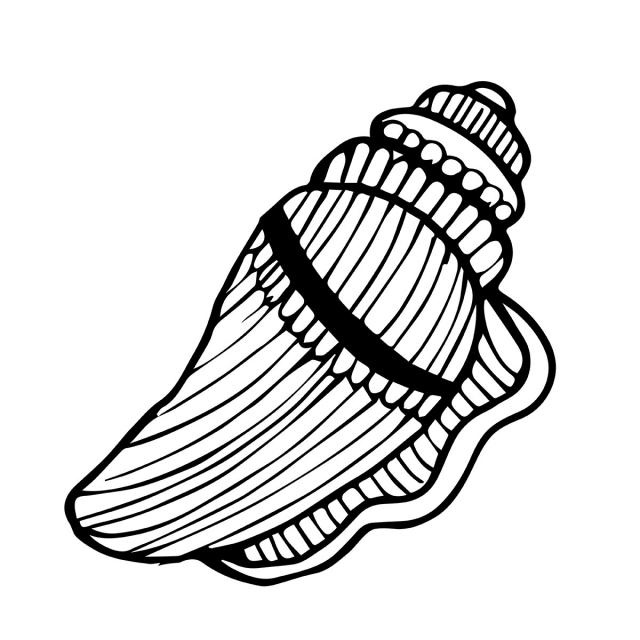 640x640 Beautiful Hand Drawn Seashell, Hand, Drawn, Black Png And Vector