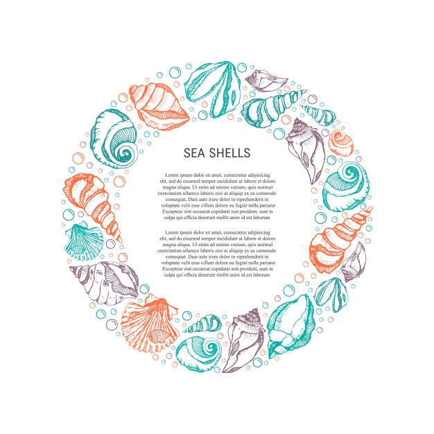 626x626 Coloured Seashells Frame Vector Premium Download