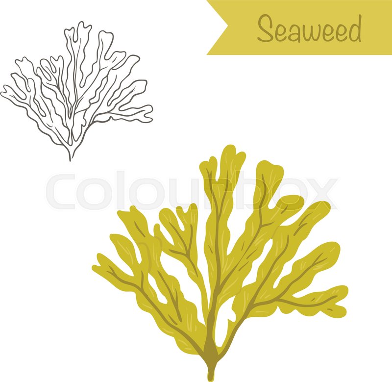 800x779 Hand Drawn Outlined And Colored Vector Seaweed Stock Vector