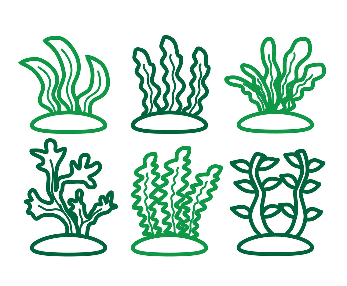 1136x936 Seaweed Vector Vector Art Amp Graphics