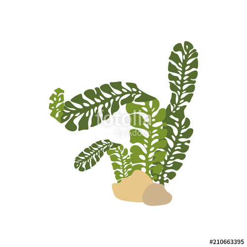 500x500 Seaweed Vector Illustration Stock Image And Royalty Free Vector