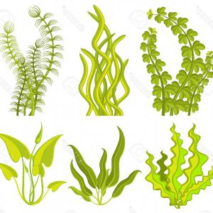 300x300 Underwater Plants Set Seaweeds And Aquatic Marine Vector Lazttweet