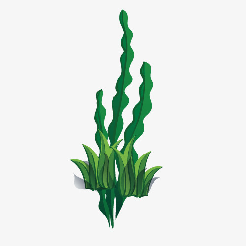 Seaweed Vector at GetDrawings | Free download