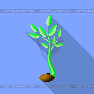 300x300 Plant Growth. Little Green Sprout Seedling