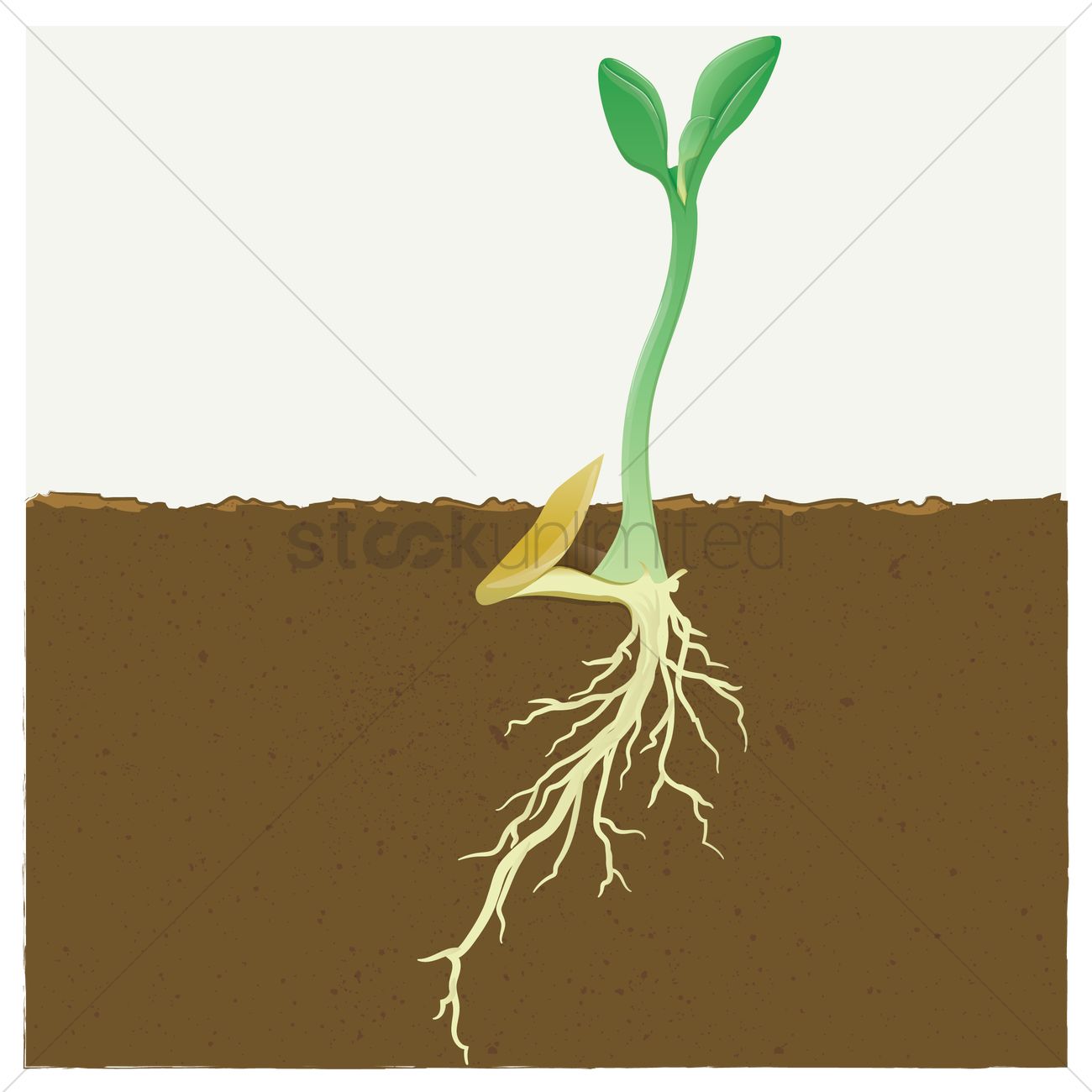 1300x1300 A Young Seedling Vector Image