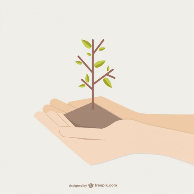 625x626 Seedling Vectors, Photos And Psd Files Free Download
