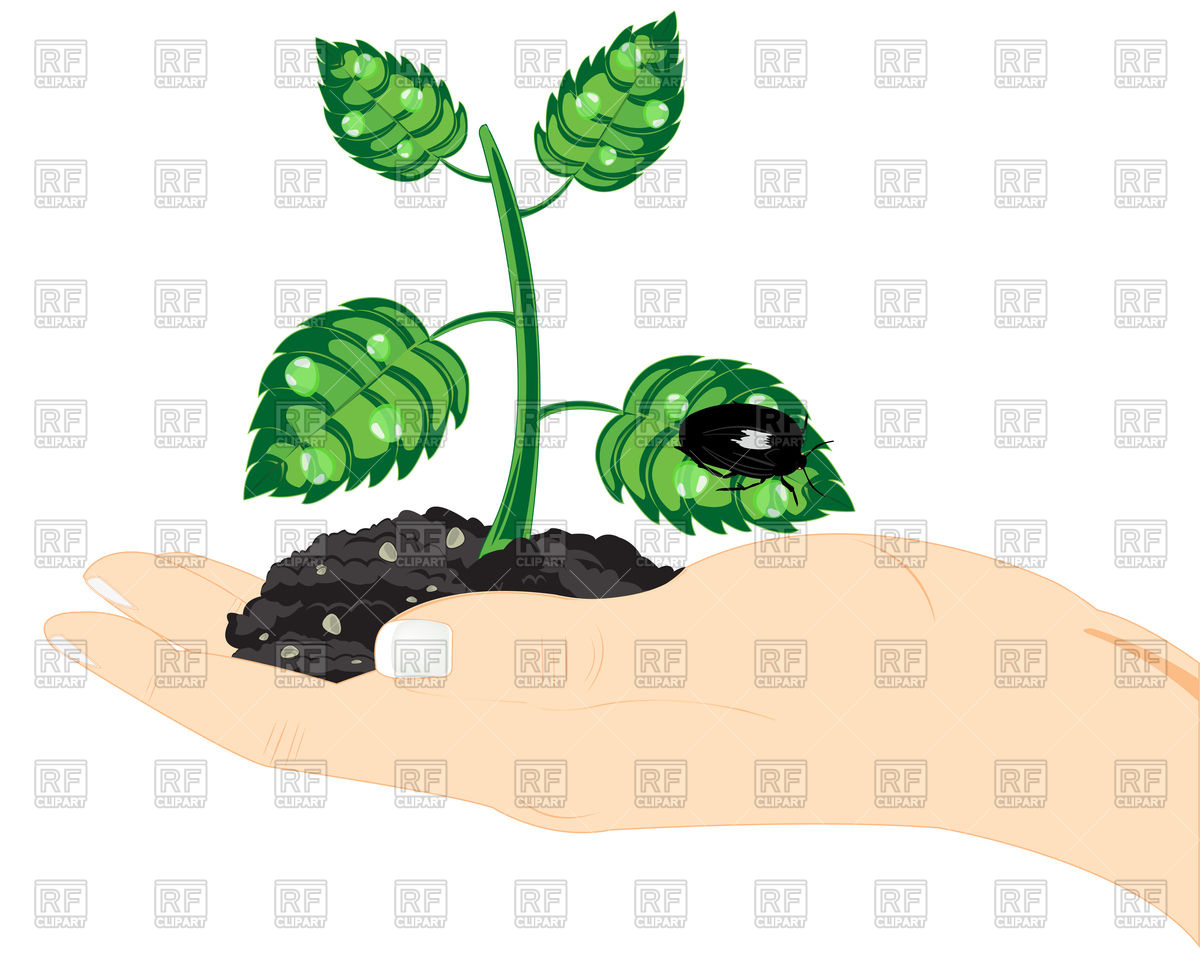 1200x960 Seedling Of Plant In Hand Free Vector Image Vector Artwork Of