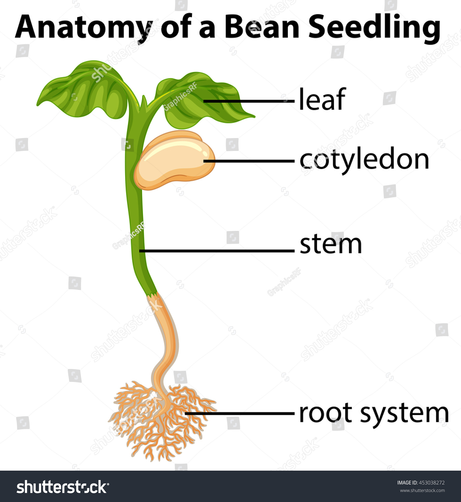 1470x1600 Anatomy Of A Bean Seedling On Chart Illustration Stock Vector