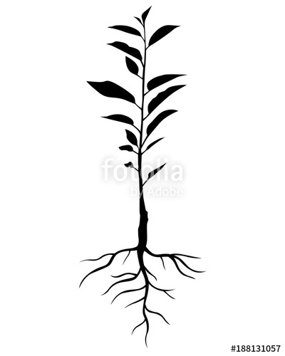 400x500 Silhouette Annual Cherry Tree Seedling Stock Image And Royalty
