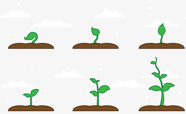 650x400 Vector Seedling Growth, Crop, Cultivate, Growing Vegetables Png