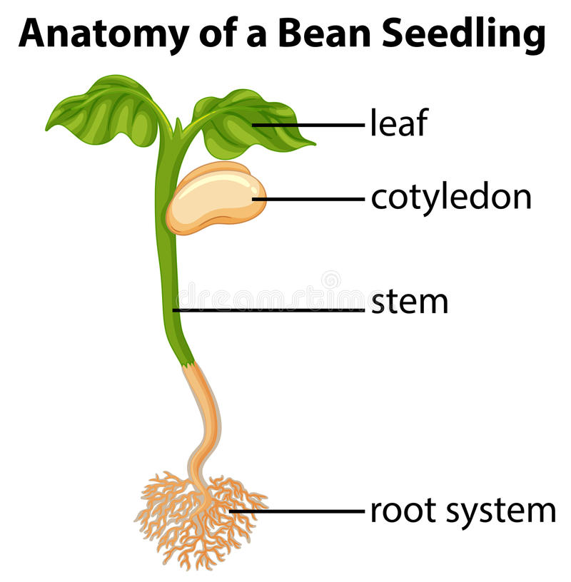 800x816 Anatomy Of Bean Plant Seedling On Chart Stock Vector Illustration