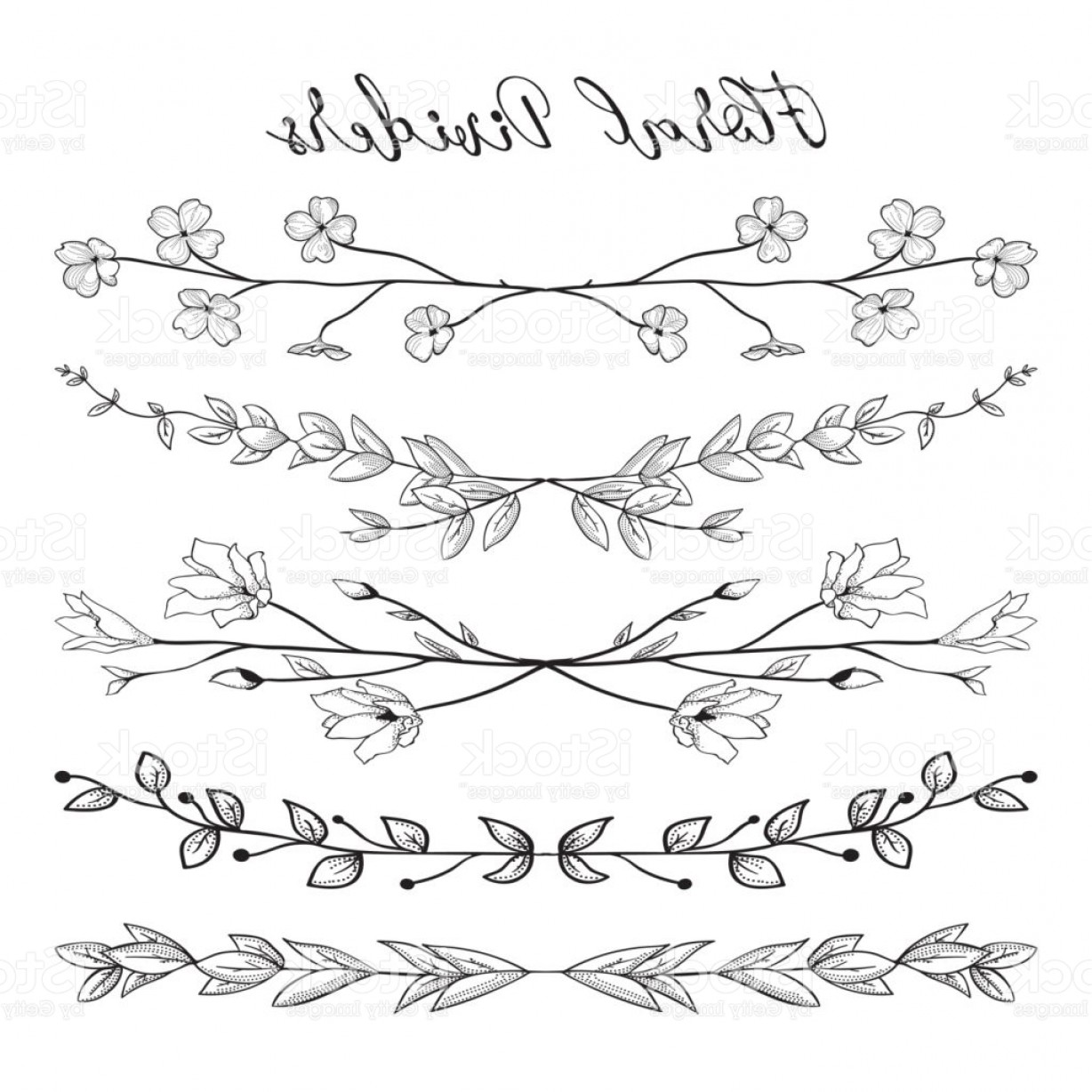 1228x1228 Vector Black Dividers With Branches Plants And Flowers Gm