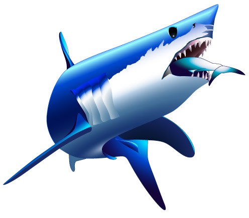 Shark Vector at GetDrawings | Free download