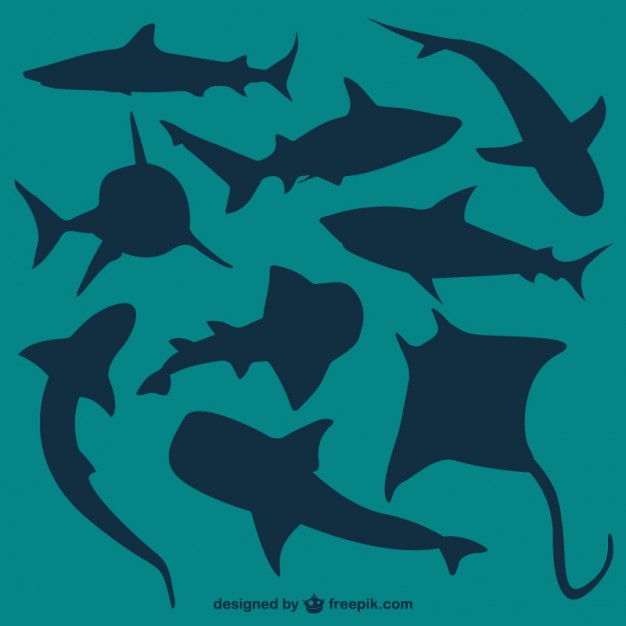 626x626 Shark Vectors, Photos And Psd Files Free Download