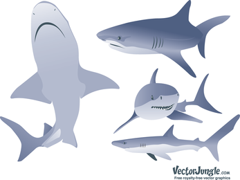 347x260 Shark Vector Graphics To Download