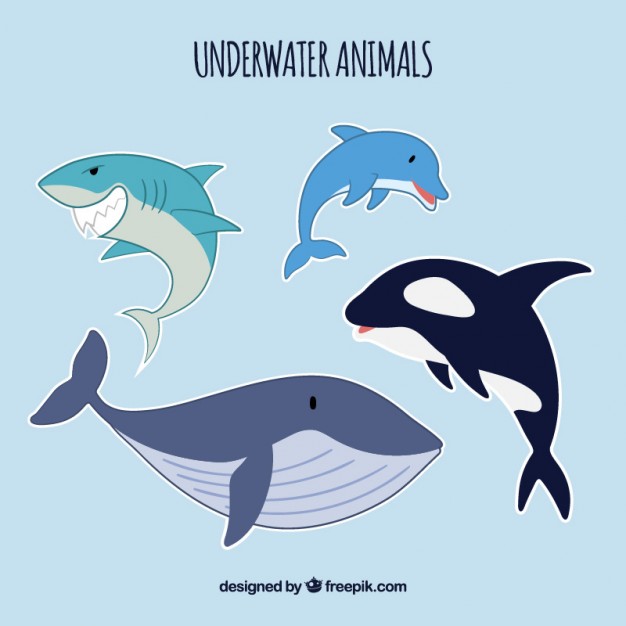 626x626 Whale Shark Vectors, Photos And Psd Files Free Download
