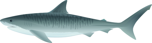 500x142 Realistic Shark Vector Material Free Download