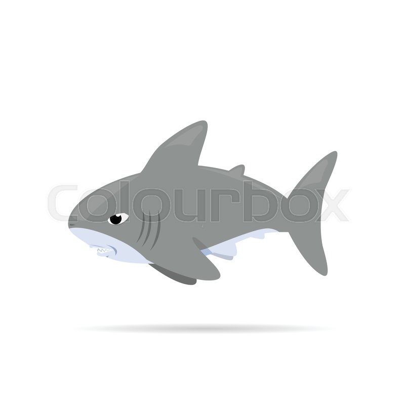 800x800 Shark , Vector Cartoon