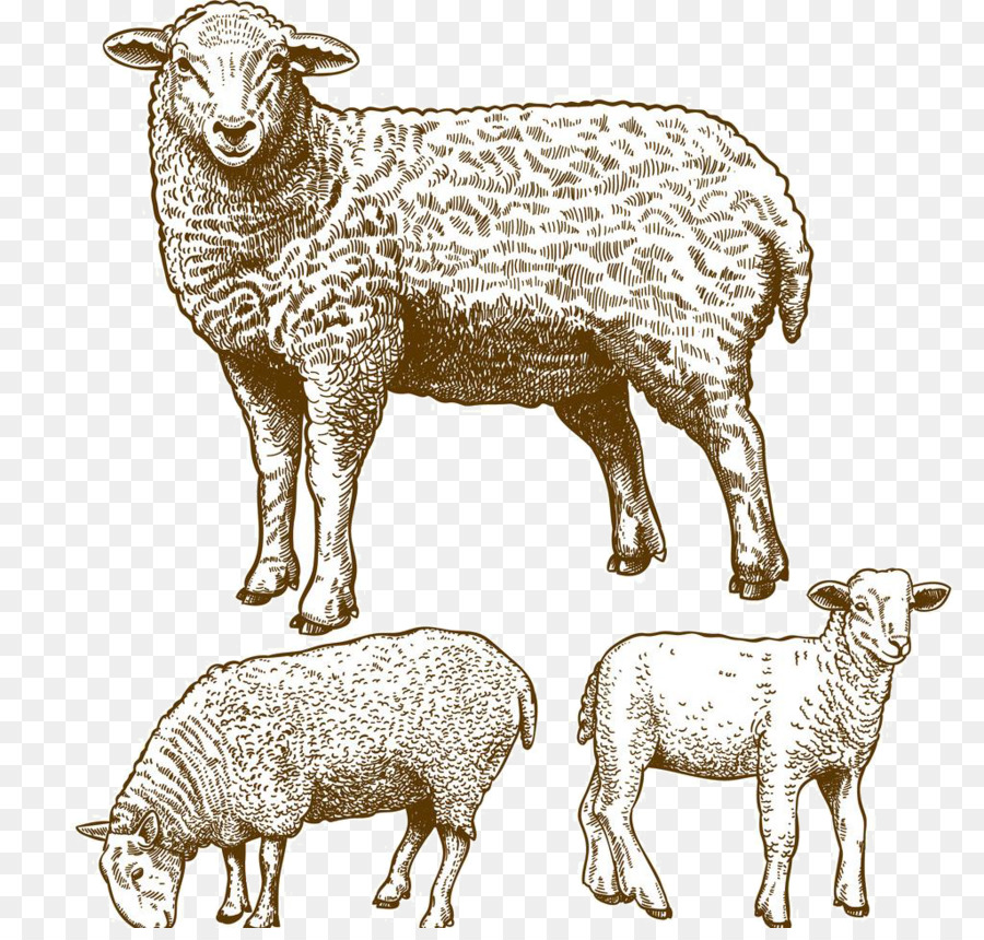 900x860 Sheep Grazing Stock Photography Illustration