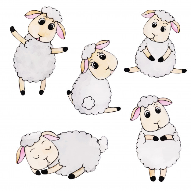 626x626 Sheep Vectors, Photos And Psd Files Free Download