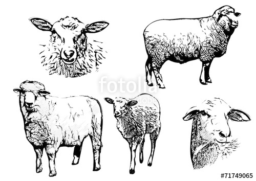 500x354 Sheep Vector Illustrations Stock Image And Royalty Free Vector