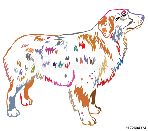 500x443 Colorful Decorative Standing Portrait Of Dog Australian Shepherd