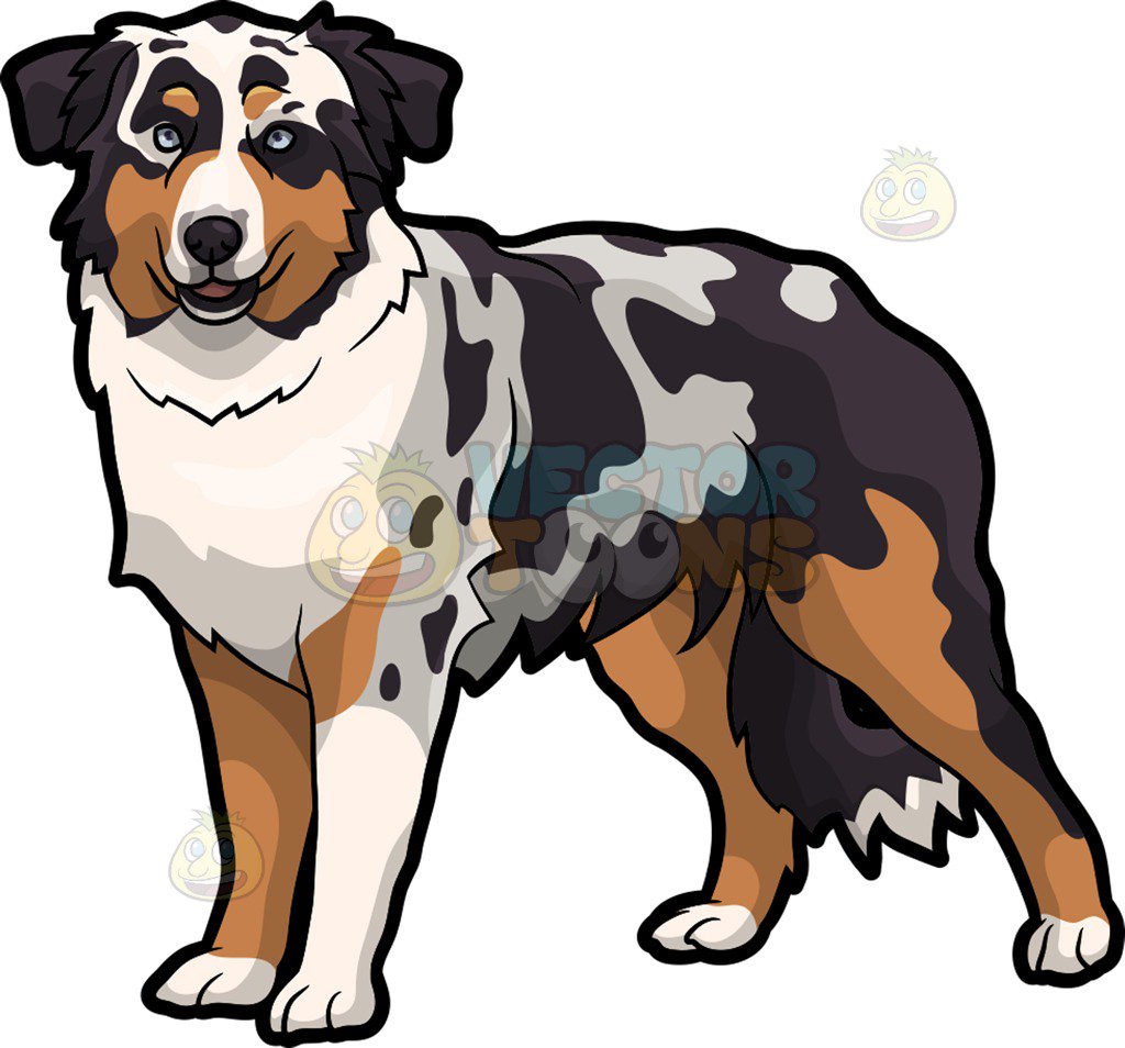 1024x954 An Australian Shepherd Dog Clipart By Vector Toons
