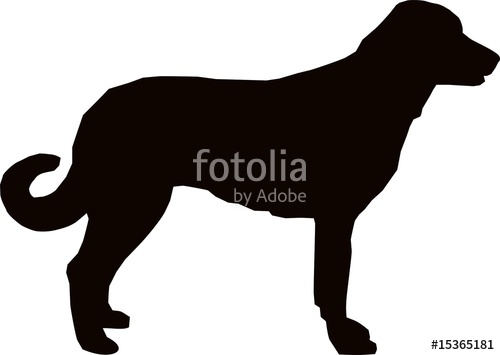 500x355 Anatolian Shepherd Dog Stock Image And Royalty Free Vector Files