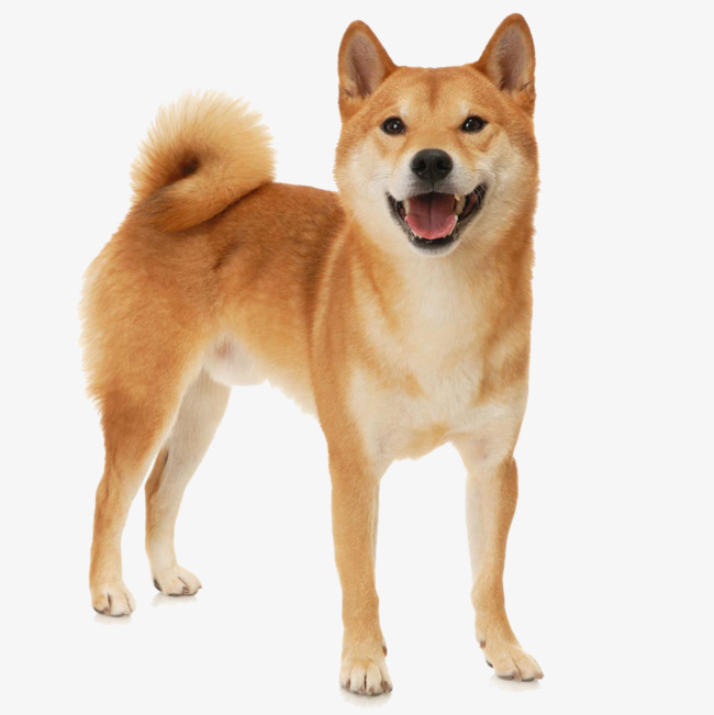 650x651 Shiba Inu Png Images Vectors And Psd Files Free Download On