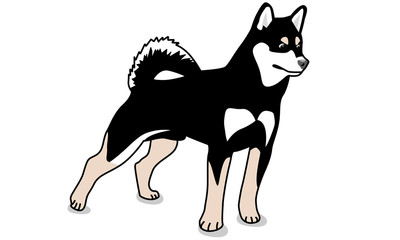 400x240 Shiba Inu Photos, Royalty Free Images, Graphics, Vectors Amp Videos