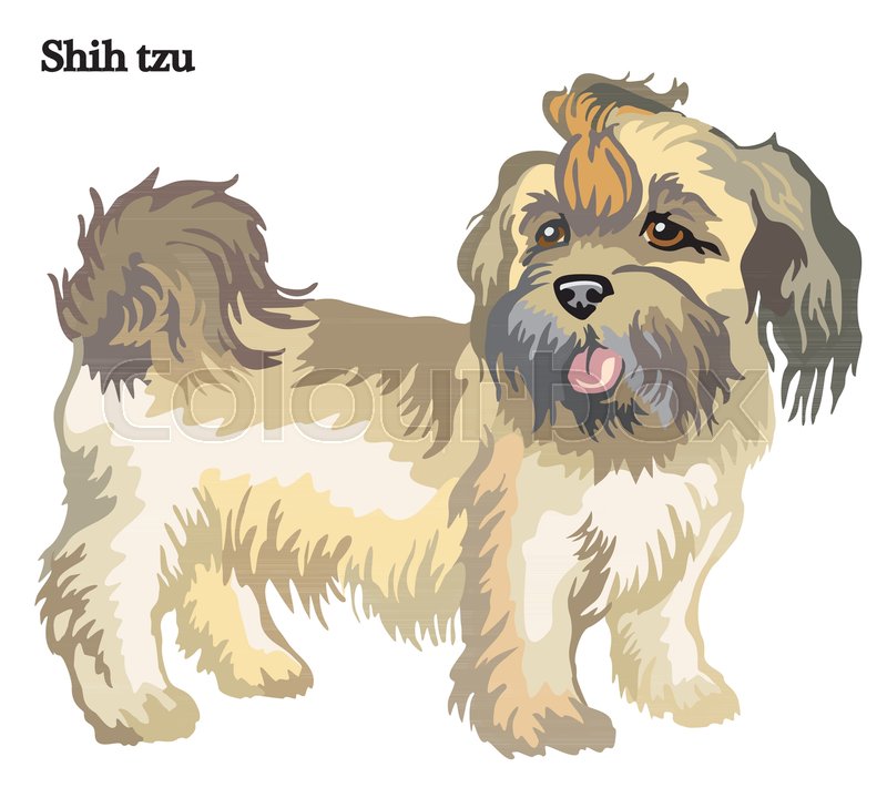 800x720 Portrait Of Standing In Profile Dog Shih Tzu, Vector Colorful