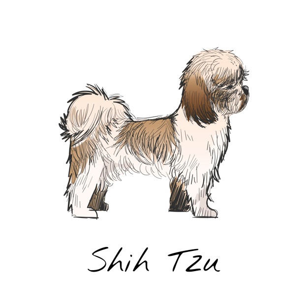 626x626 Shih Tzu Vectors, Photos And Psd Files Free Download