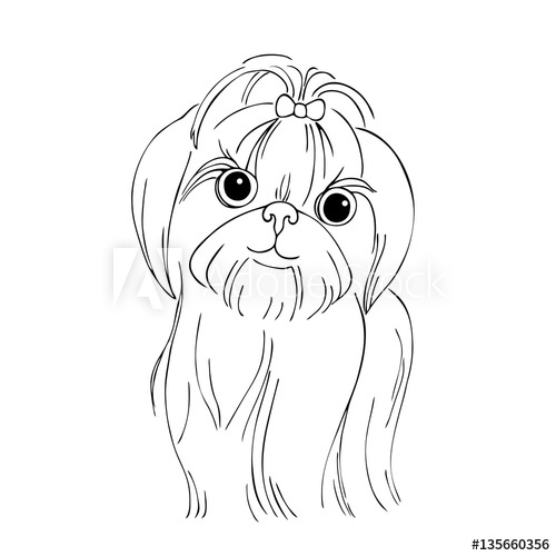 500x500 Vector Monochrome Contour Illustration Of Shih Tzu Dog