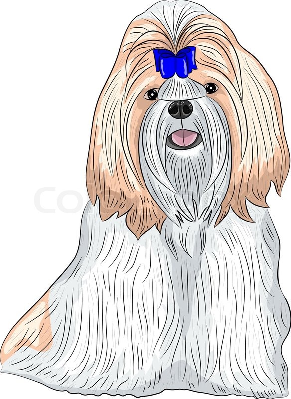 584x800 Color Drawing Of The Dog Breed Shih Tzu Isolated On A White